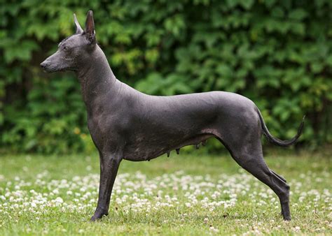  關於「Xoloitzcuintli 的夢境」：探索古哥倫比亞神話中的毛髮守護者！